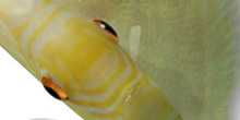 Demo 3D peces disco - Biotopica